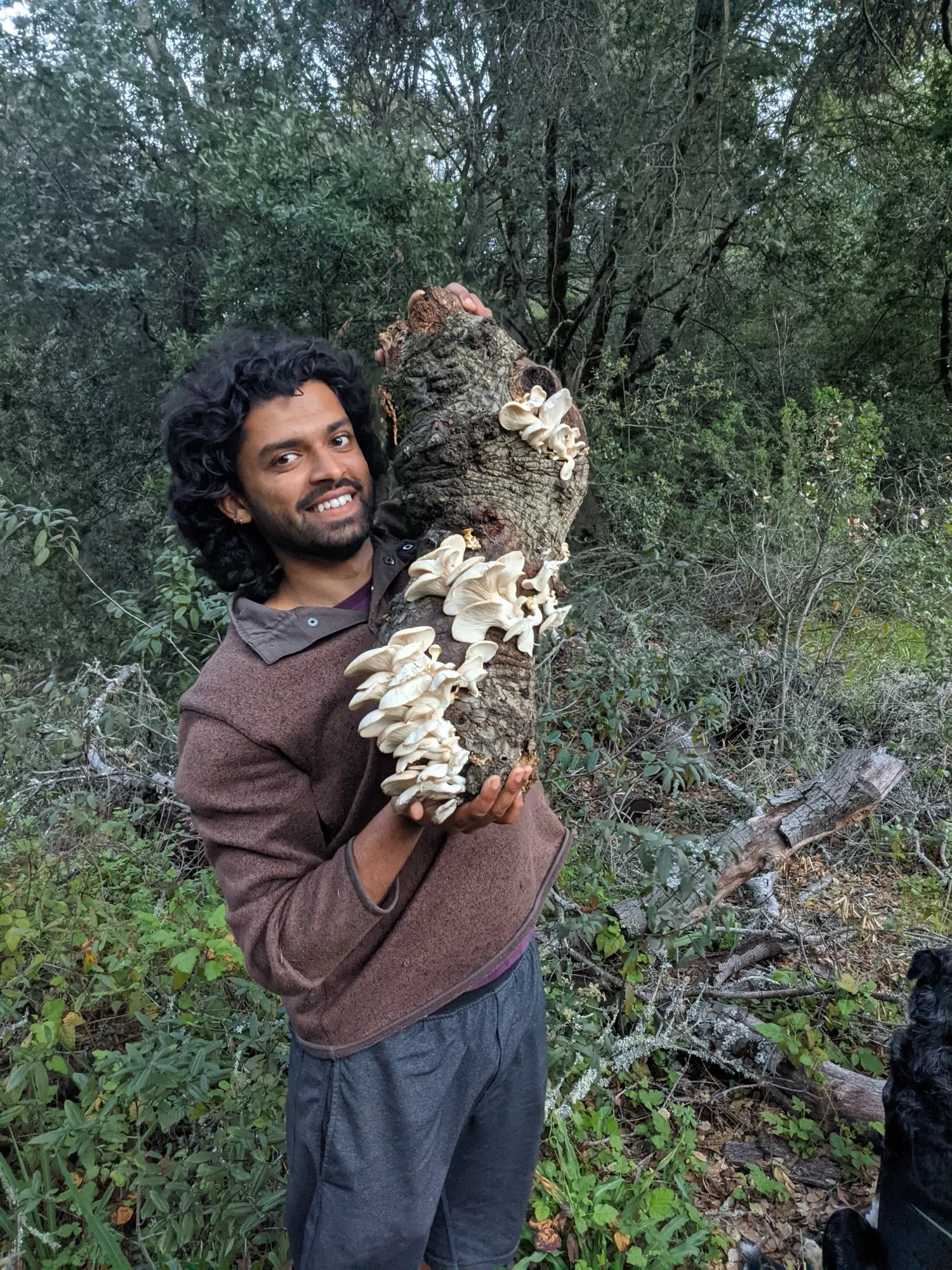 Oyster mushroom log find
