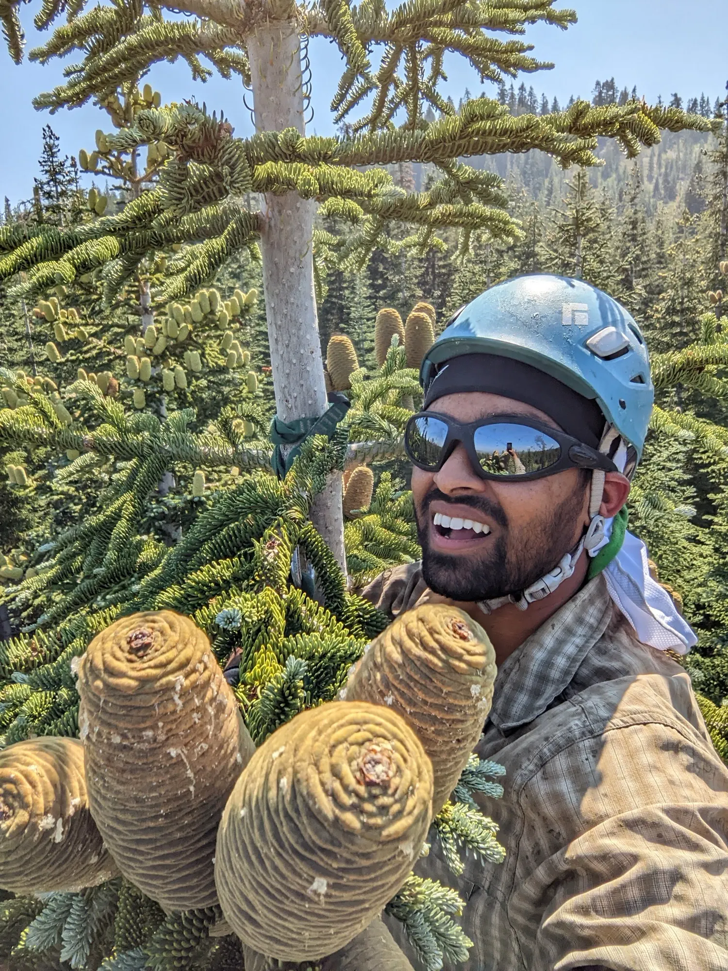 Sugar pine cone harvest from the treetops