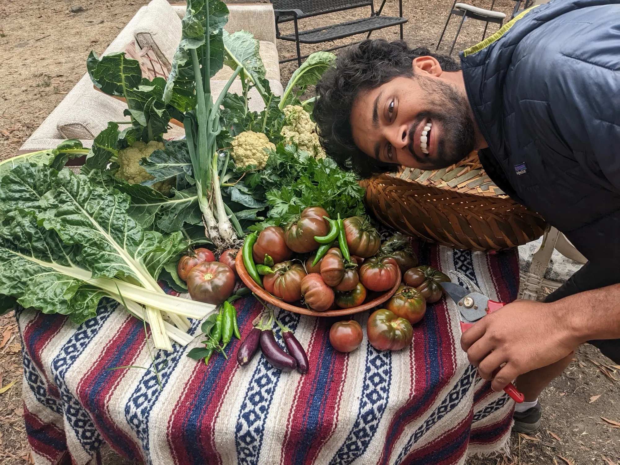 Tomato and vegetable garden harvest
